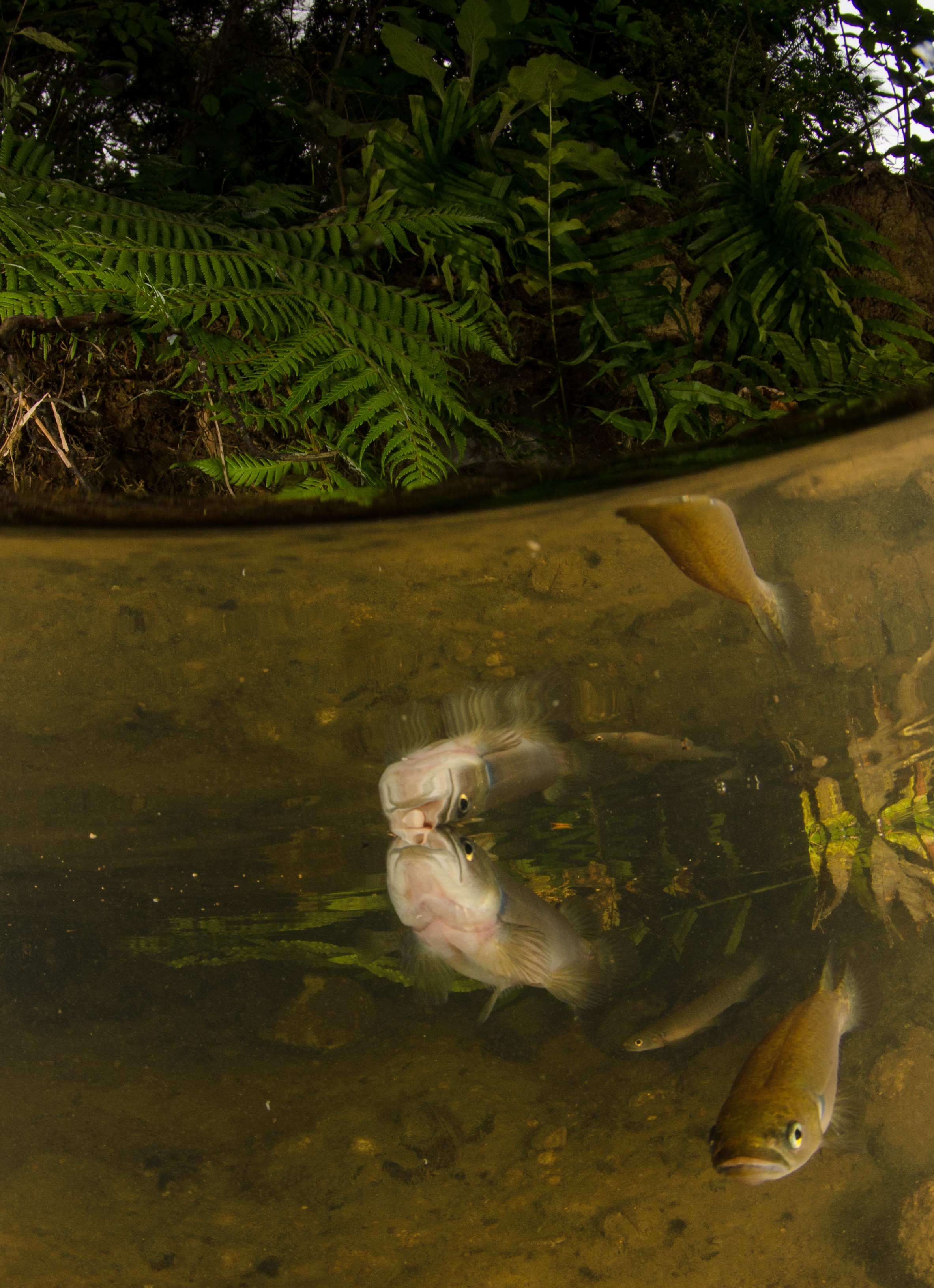 DSC_5373 – Banded, kokopu, Galaxias, fasciatus, home, kaiatea, stream, Crispin, new, zealand, new zealand, freshwater, streams, stream, rivers, galaxid